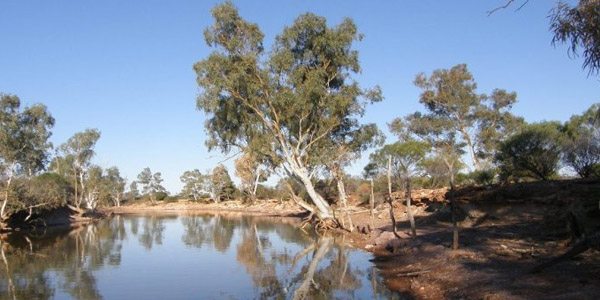 Wiluna Flights